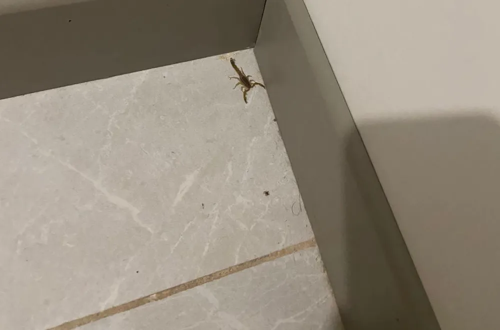 Toki Konutlarımız ilaçlanmıyor Akrepler cirit atıyor